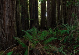 redwood grove